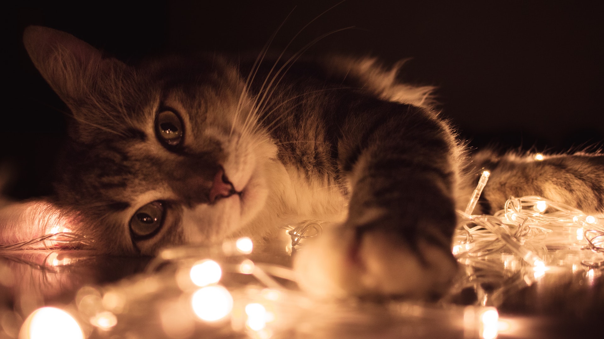 gatos en casa con luces